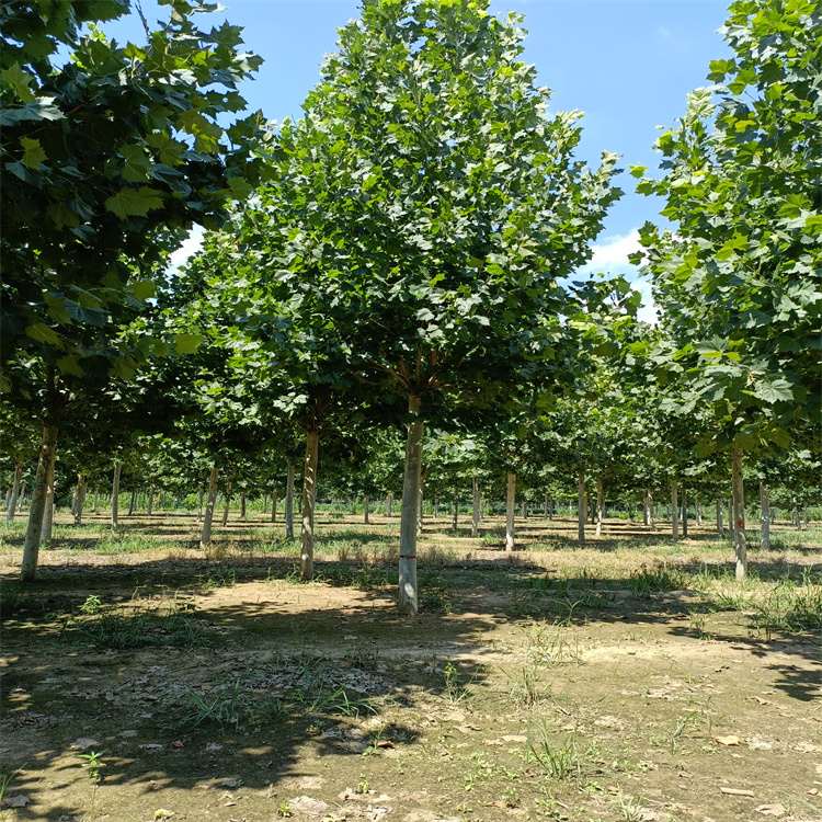 鄂爾多斯法桐工藝精湛