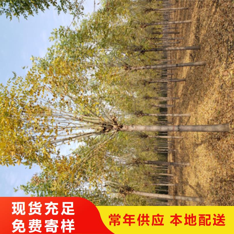 法桐垂丝海棠每个细节都严格把关当地服务商