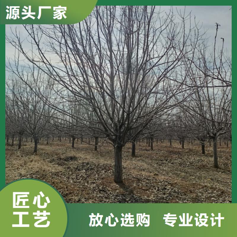 法桐小苗质量放心苗木基地支持大批量采购