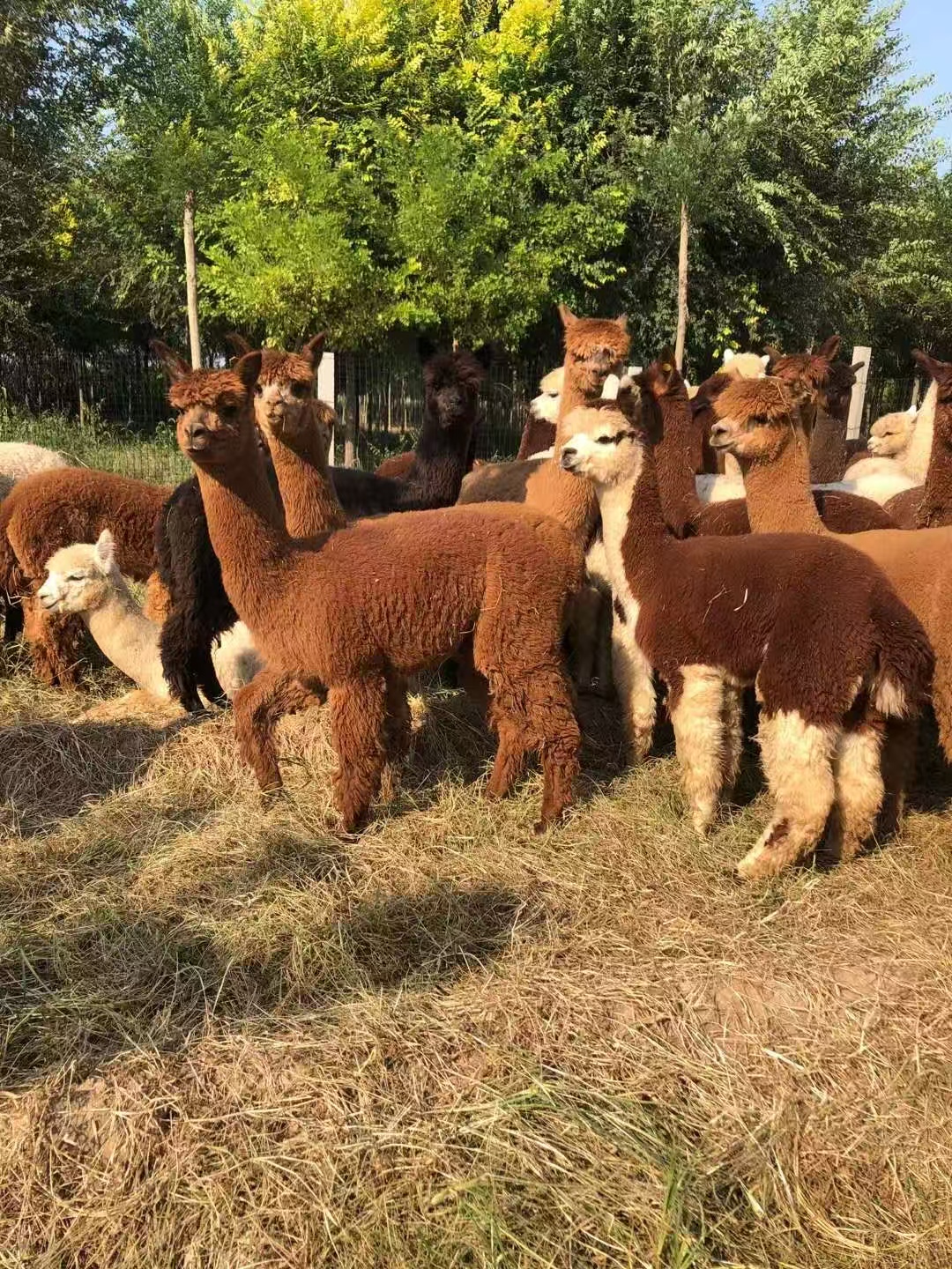 景區(qū)活動-質(zhì)量可靠