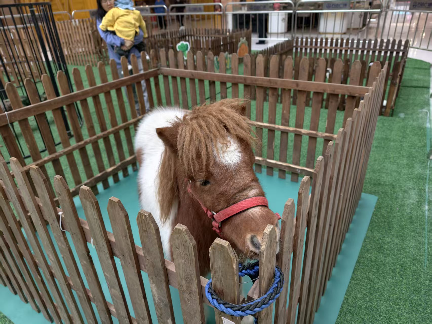 定制萌寵出租_品牌廠家