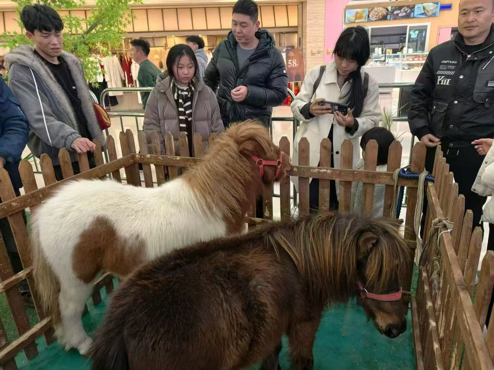 矮馬出租如何購(gòu)買(mǎi)