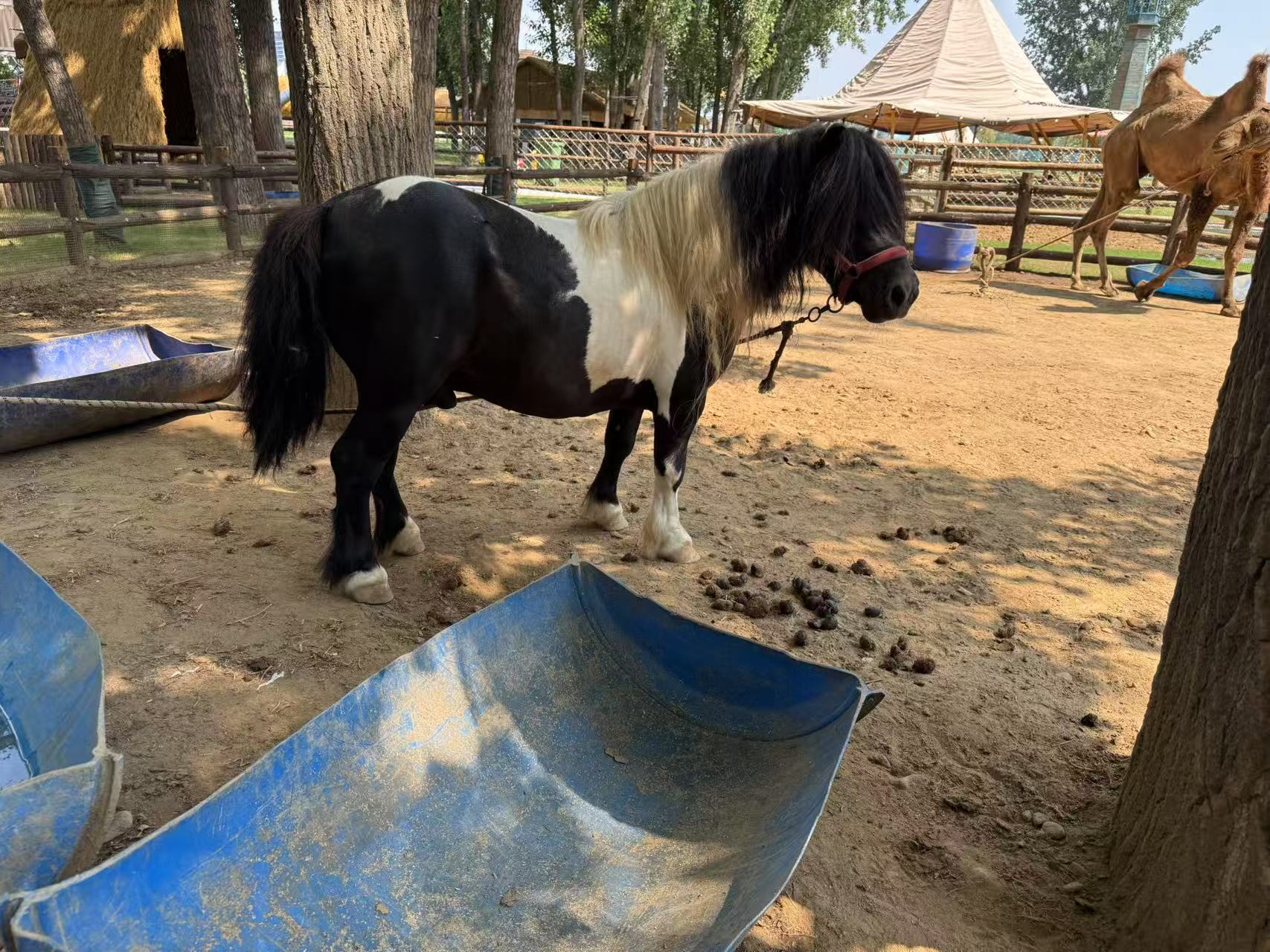 鹽城東臺(tái)商場(chǎng)暖場(chǎng)活動(dòng)-實(shí)體廠家