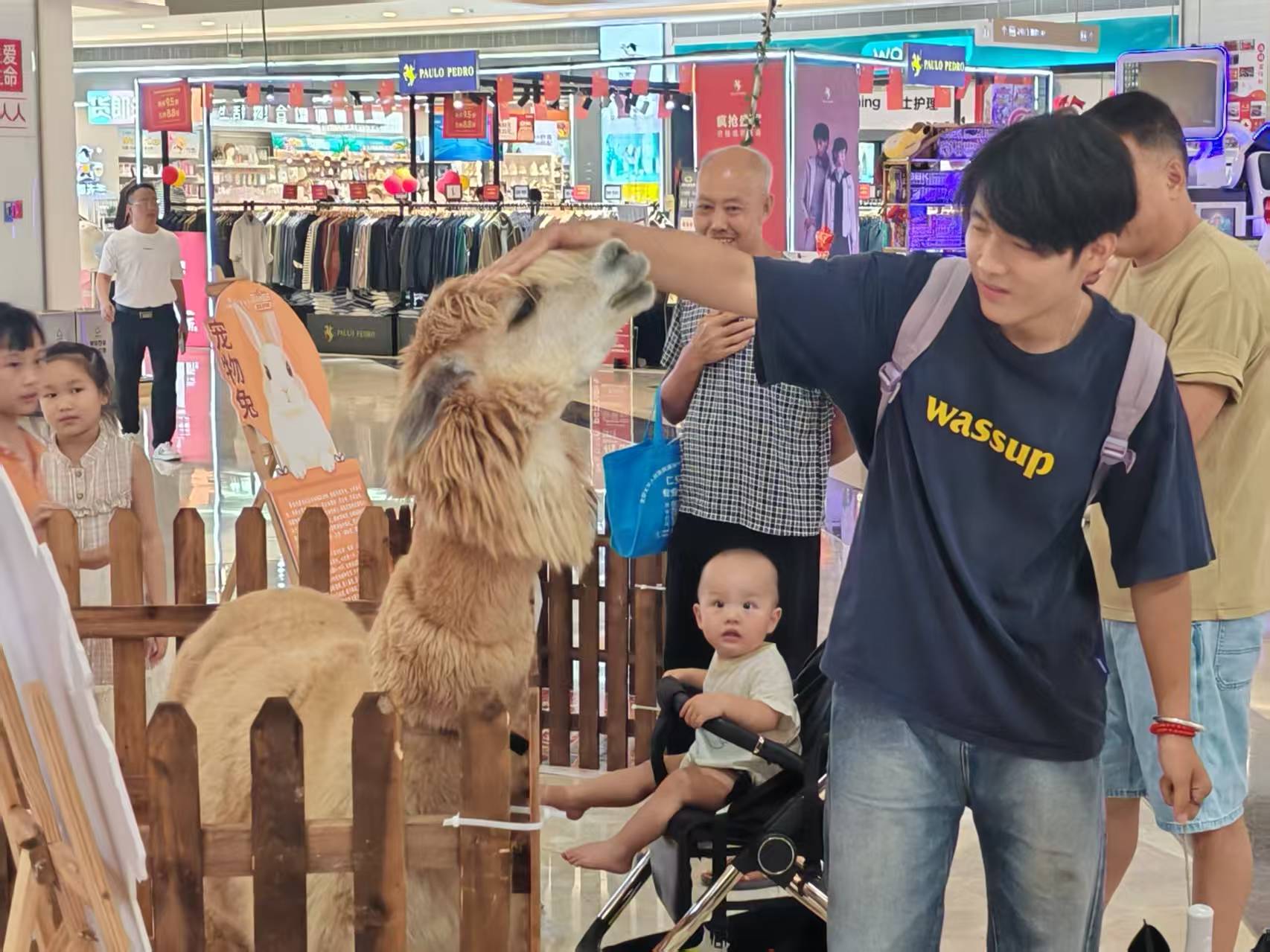 現(xiàn)貨供應(yīng)徐州萌寵出租