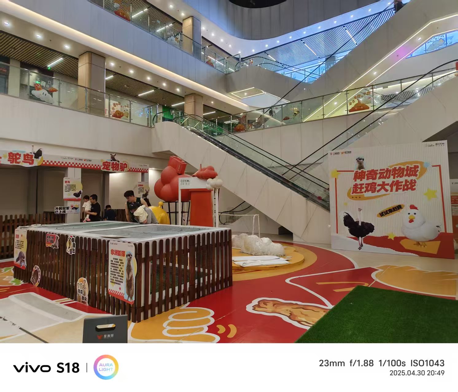 崇左常年供應(yīng)小矮馬-靠譜