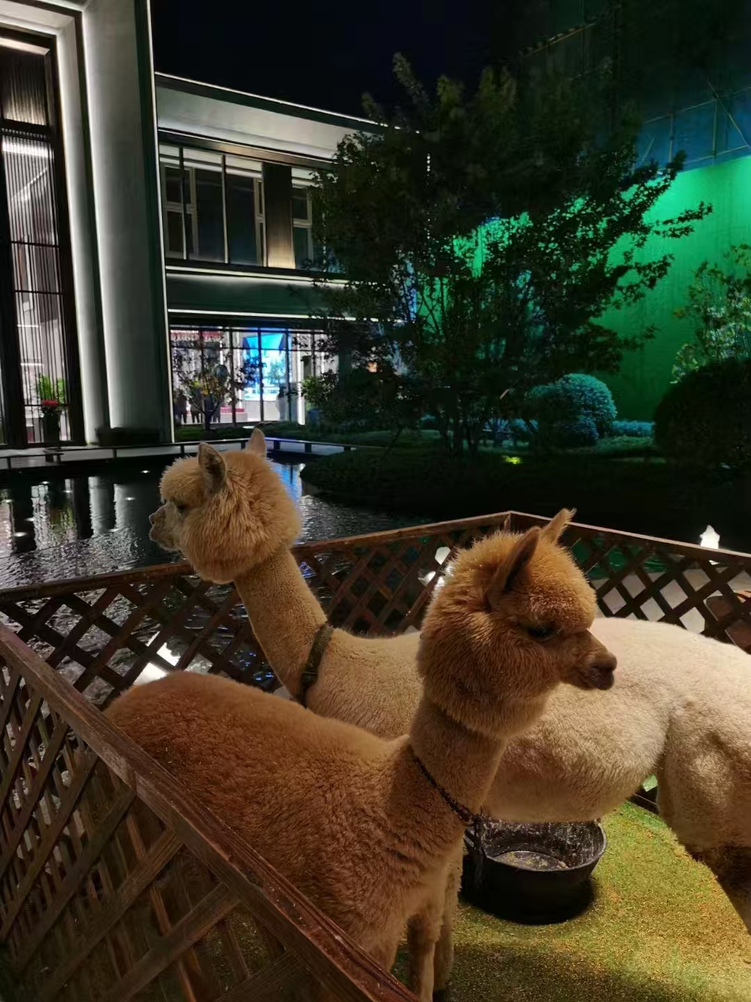 西安戶縣發(fā)貨及時的矮馬出租公司