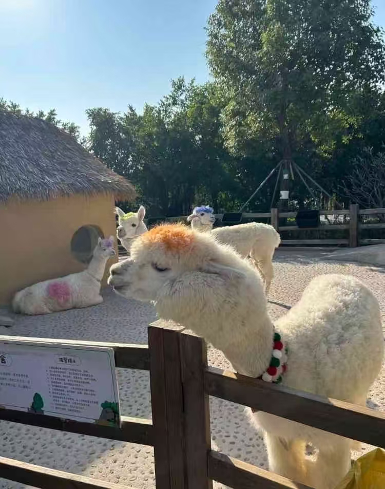 沈陽(yáng)蘇家屯供應(yīng)羊駝出租_優(yōu)質(zhì)廠家