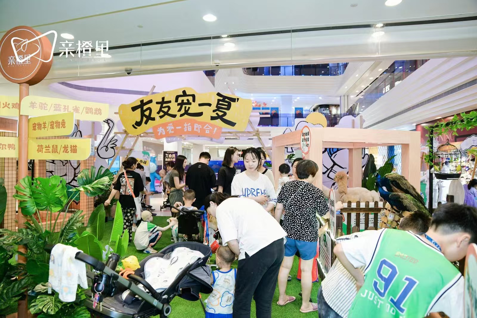 小萌寵出租_佳木斯樺川小萌寵出租廠家