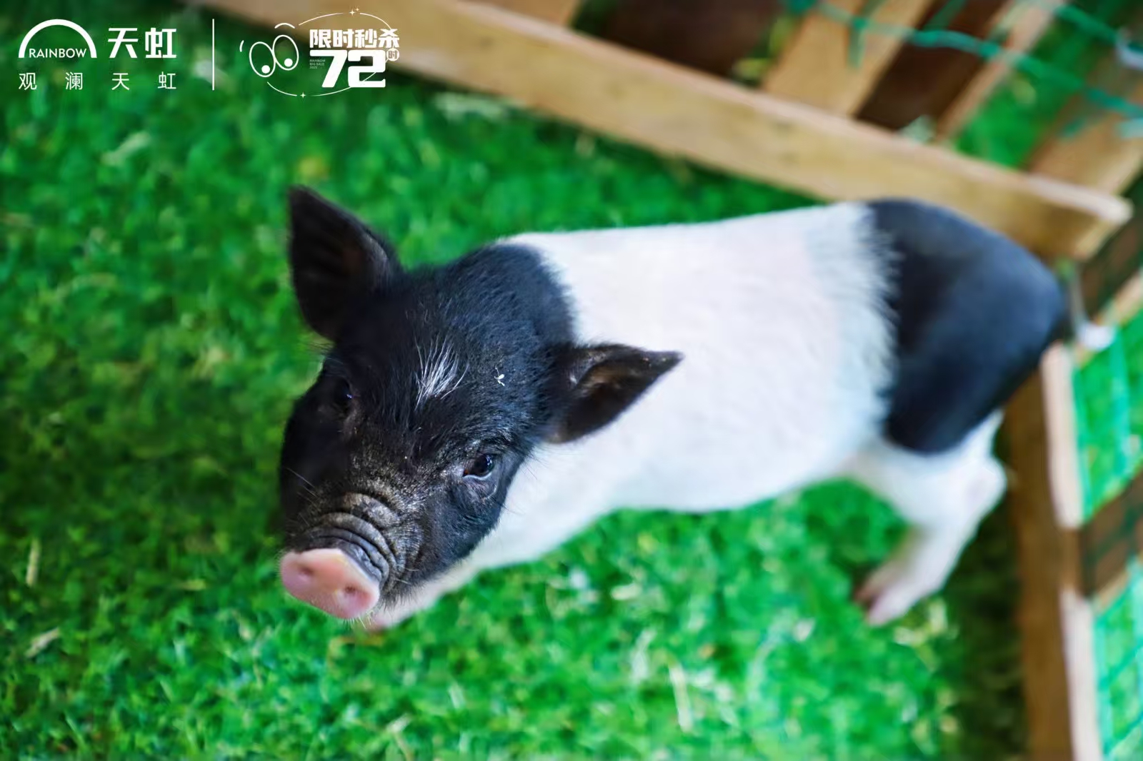 大慶薩爾圖有現(xiàn)貨的景區(qū)活動(dòng)廠家