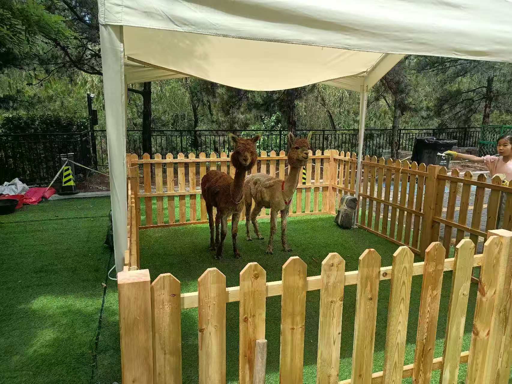 綏化北林馬年哪家好