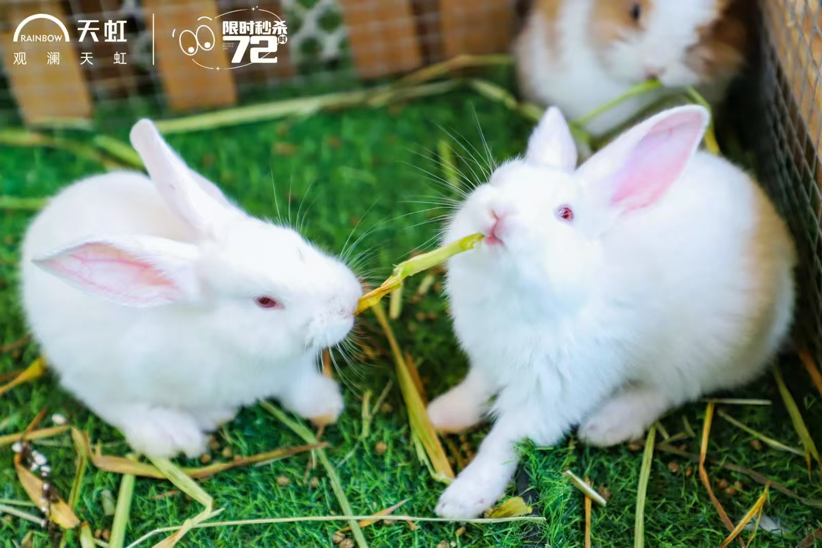 景區(qū)活動訂購