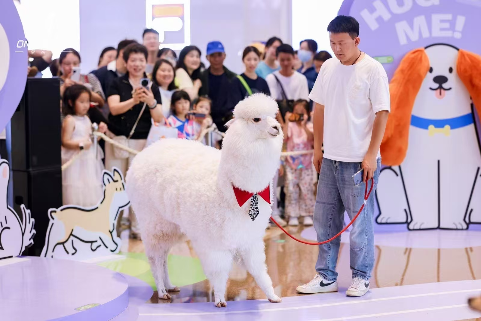 信譽好的小萌寵出租廠家