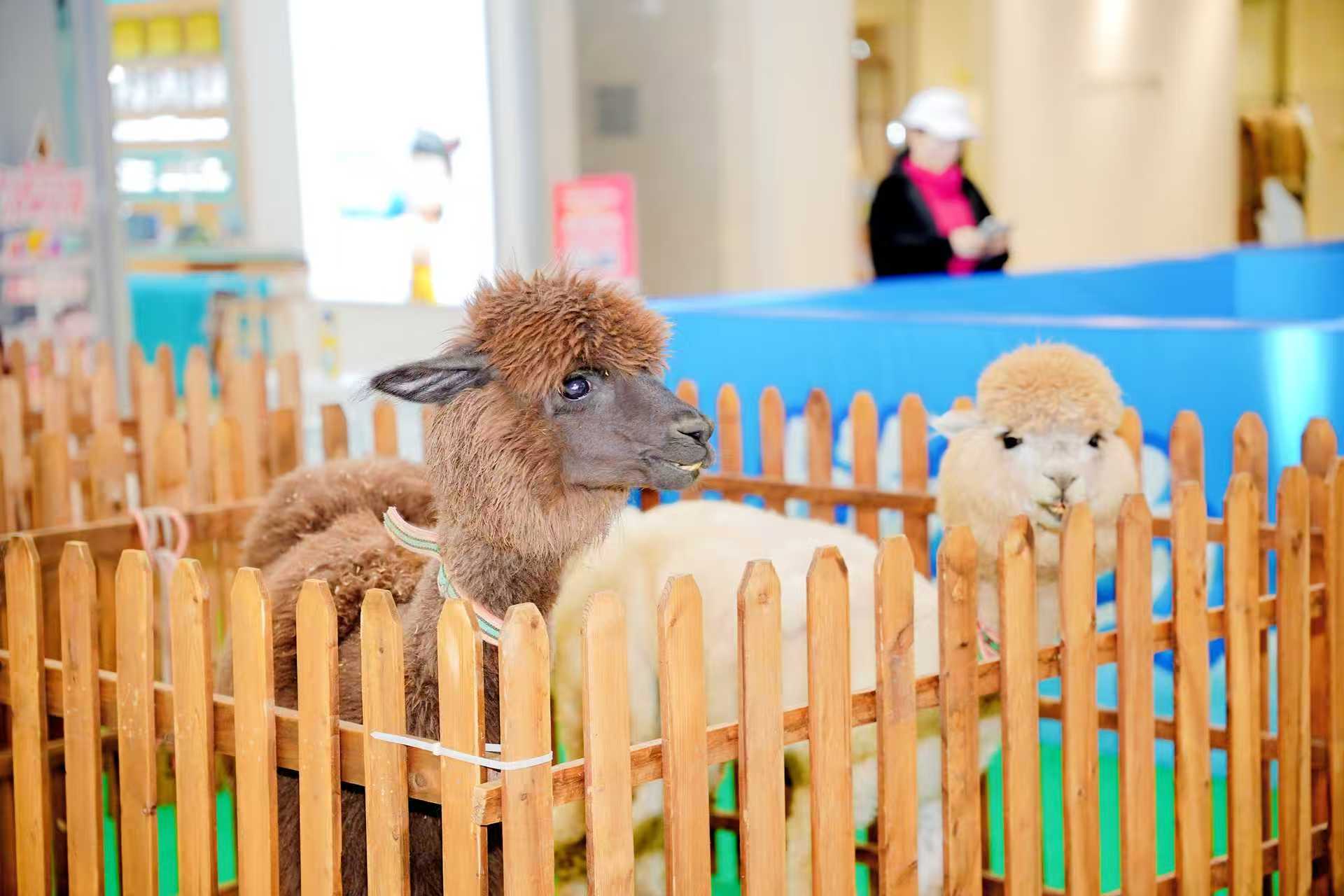 廣州花都有現(xiàn)貨的景區(qū)活動(dòng)生產(chǎn)廠家