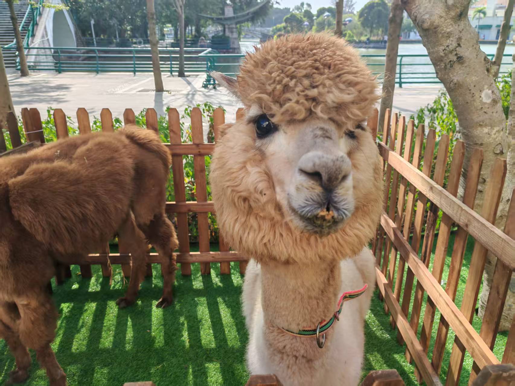 資陽雁江萌寵出租生產(chǎn)廠家歡迎致電