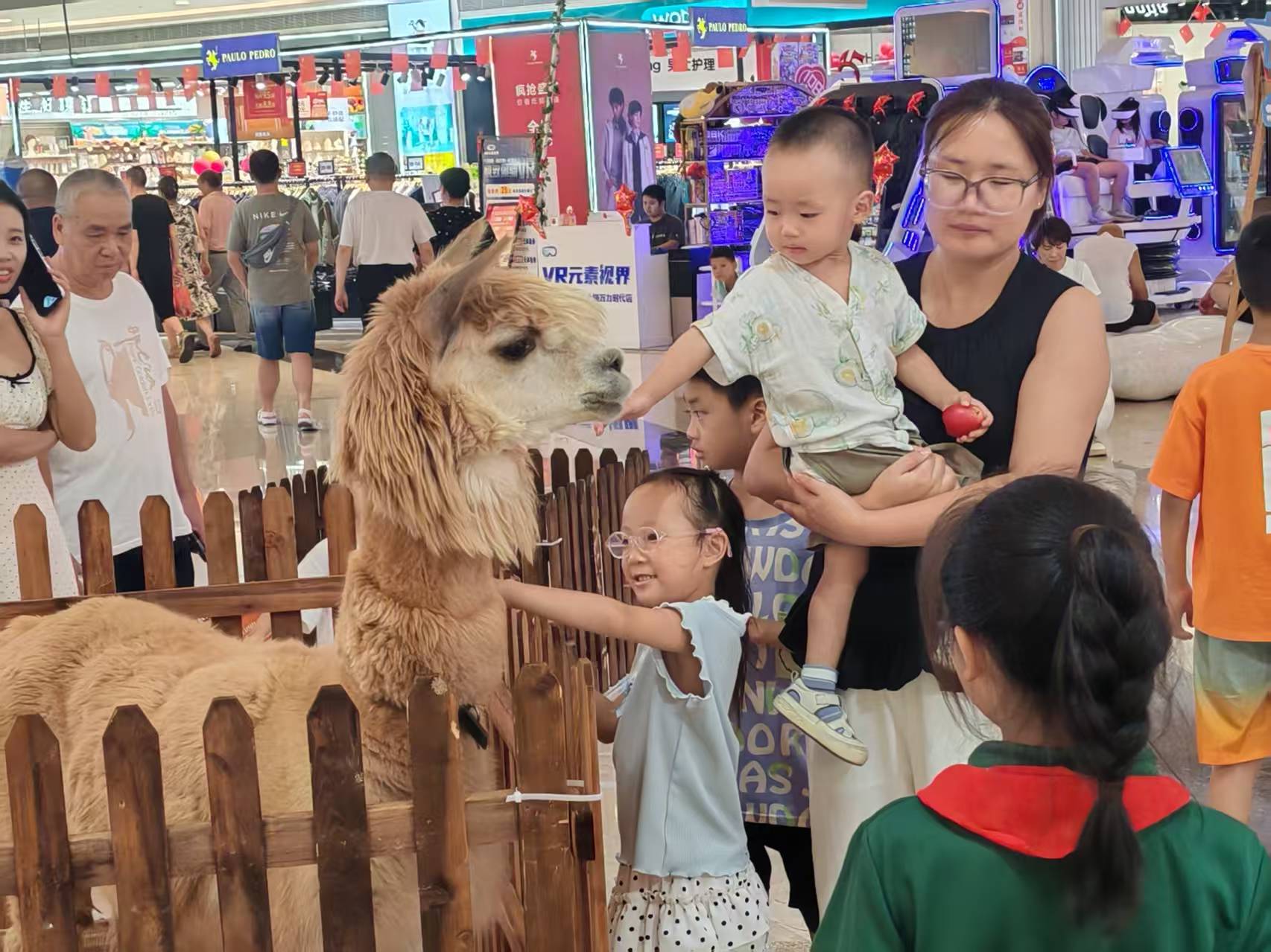 羊駝出租現(xiàn)貨促銷