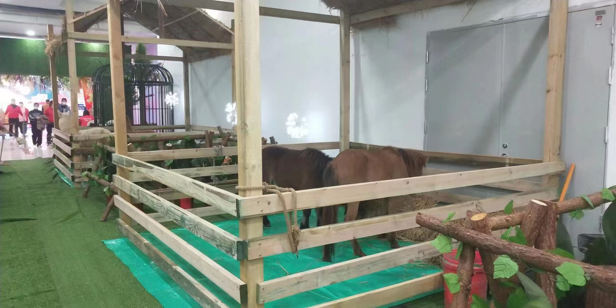 泉州石獅梅花鹿出租廠家