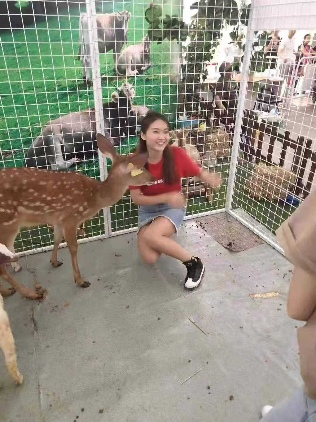 保山昌寧羊駝出租-羊駝出租圖文介紹