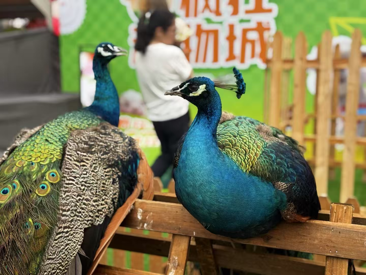 景區(qū)活動 景區(qū)活動價(jià)格