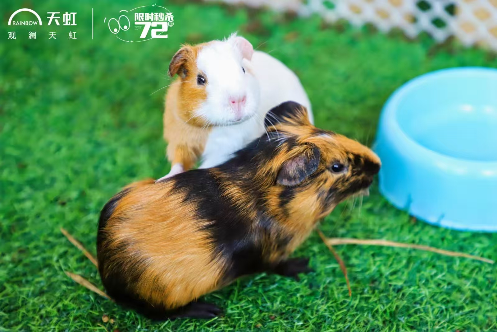 贛州定南羊駝出租規(guī)格種類詳細介紹品牌