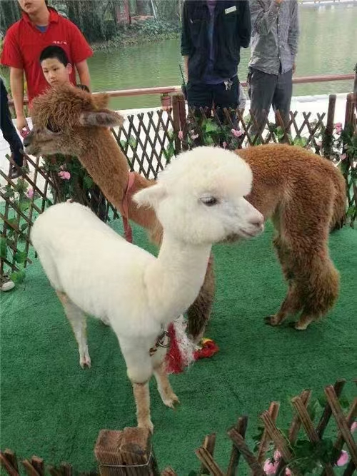 景區(qū)活動(dòng)-質(zhì)量可靠