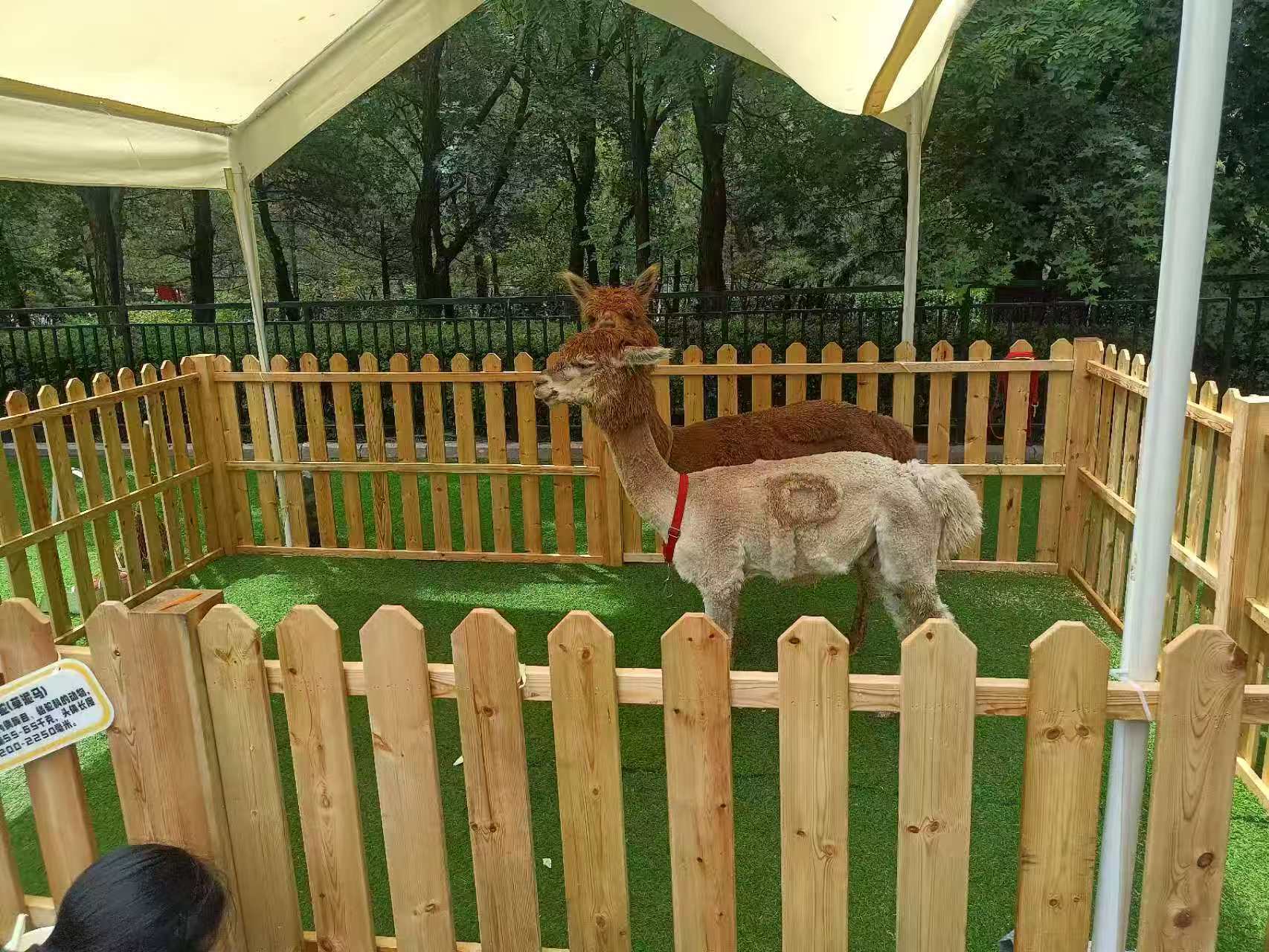 邯鄲臨漳誠(chéng)信的商場(chǎng)暖場(chǎng)活動(dòng)生產(chǎn)廠家