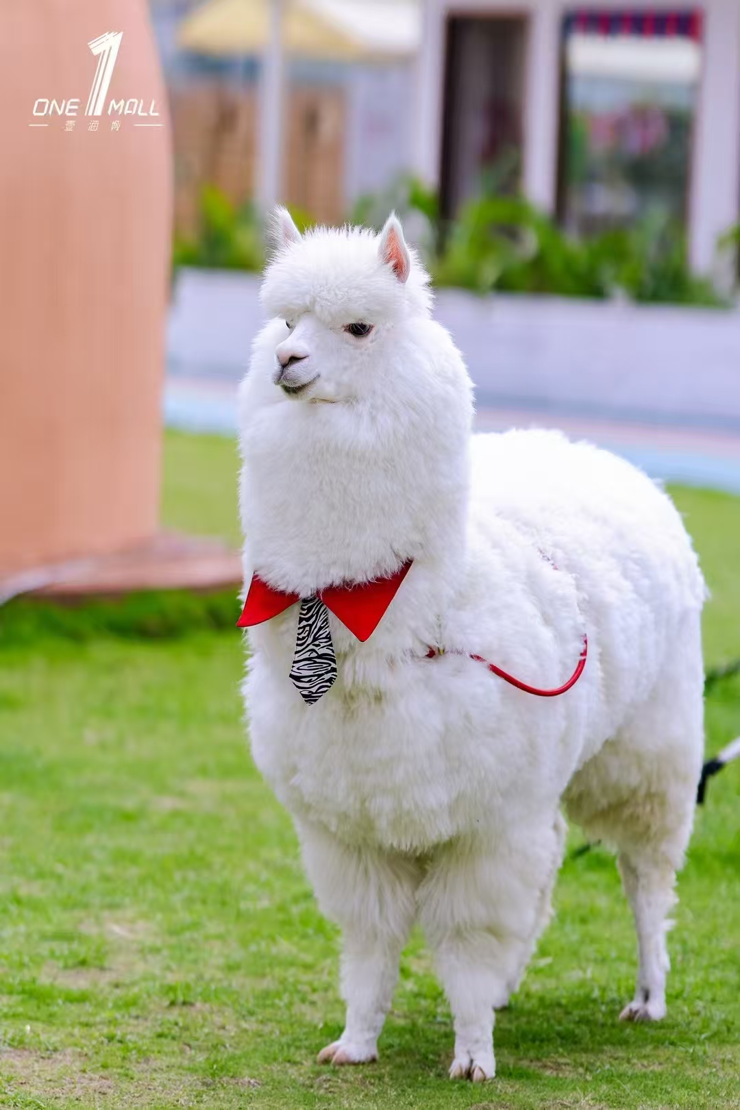 平頂山葉縣實(shí)力雄厚的小萌寵出租供貨商