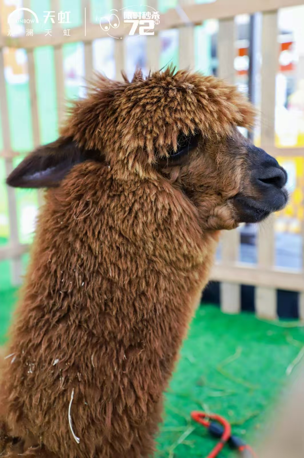 商洛商州定制梅花鹿出租的銷售廠家