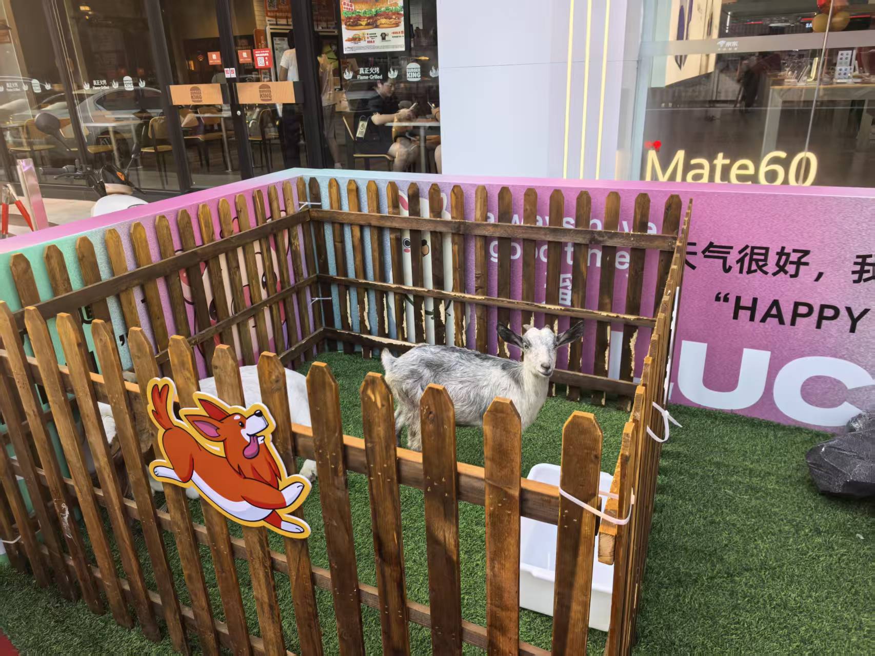 延安寶塔梅花鹿出租新品