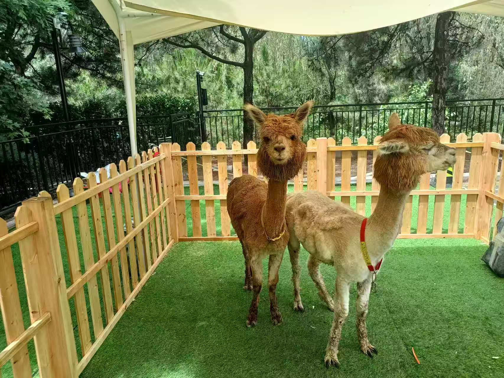 矮馬出租如何購買