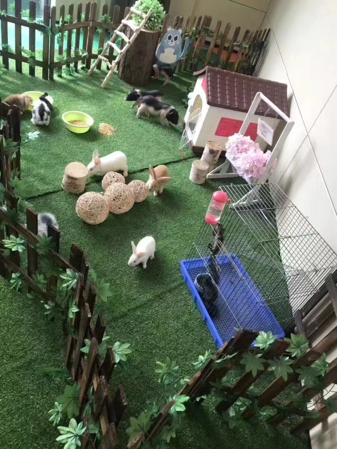 東莞#羊駝出租#到廠參觀