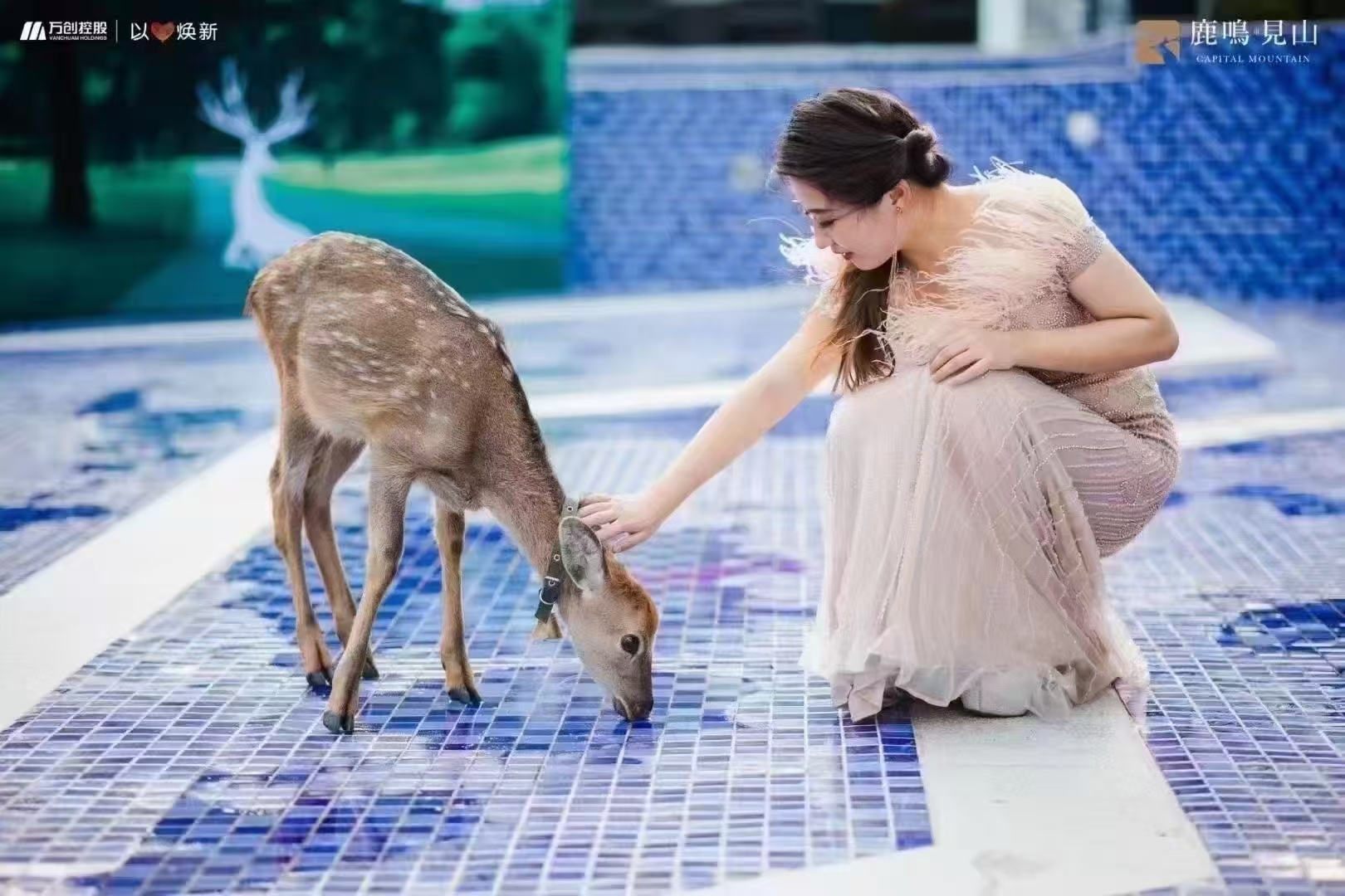 廠家供應(yīng)深圳福田小矮馬