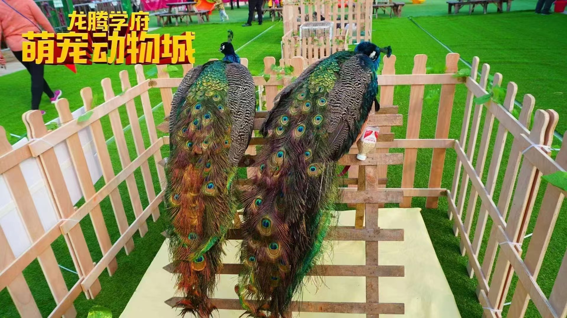 口碑好的萌寵出租生產廠家