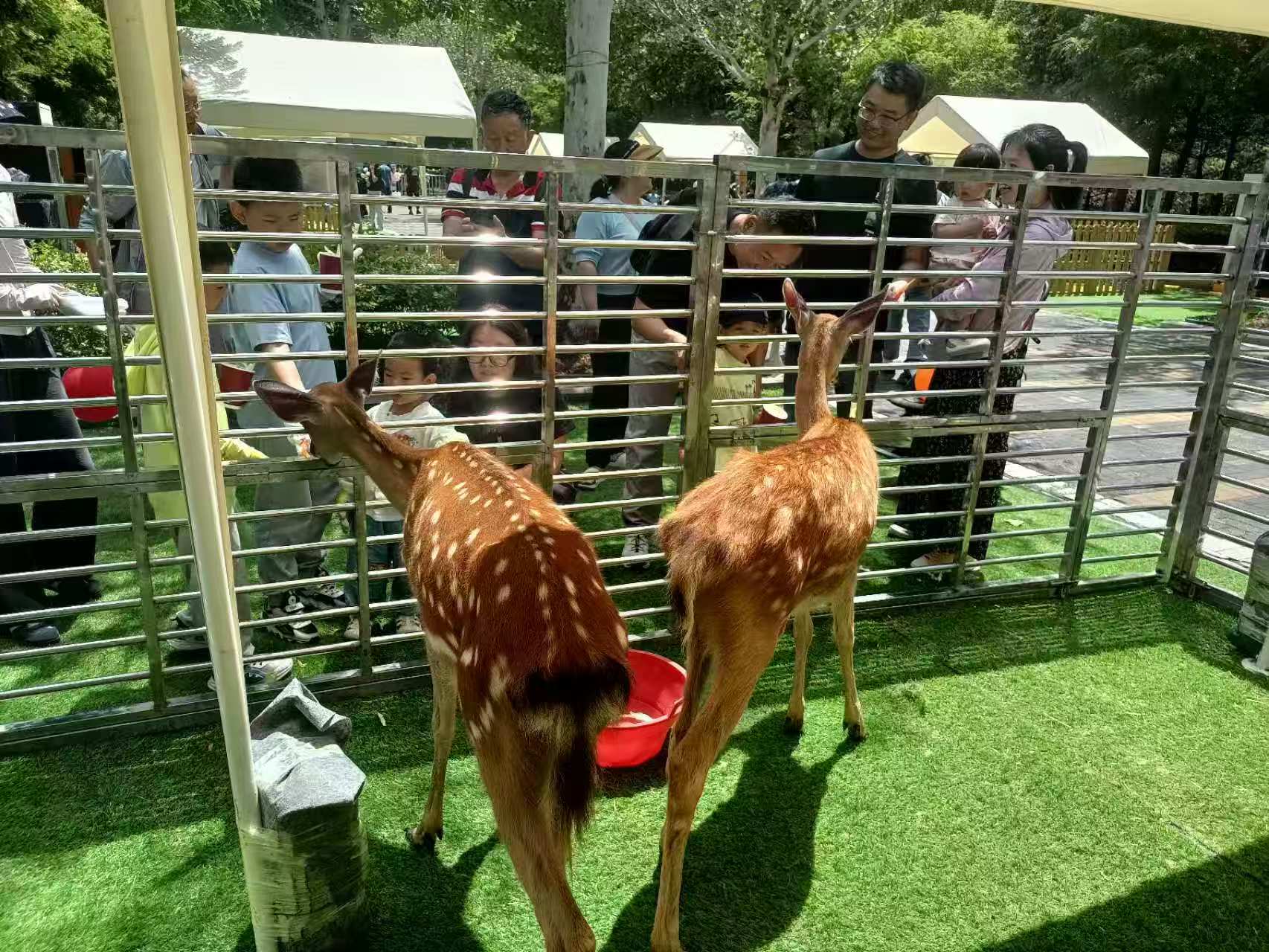 泰州小矮馬-本地廠家