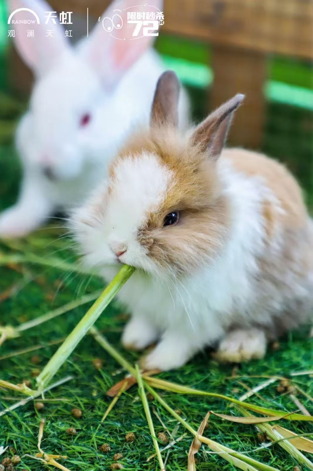 質(zhì)量優(yōu)的呼倫貝爾馬年品牌廠家