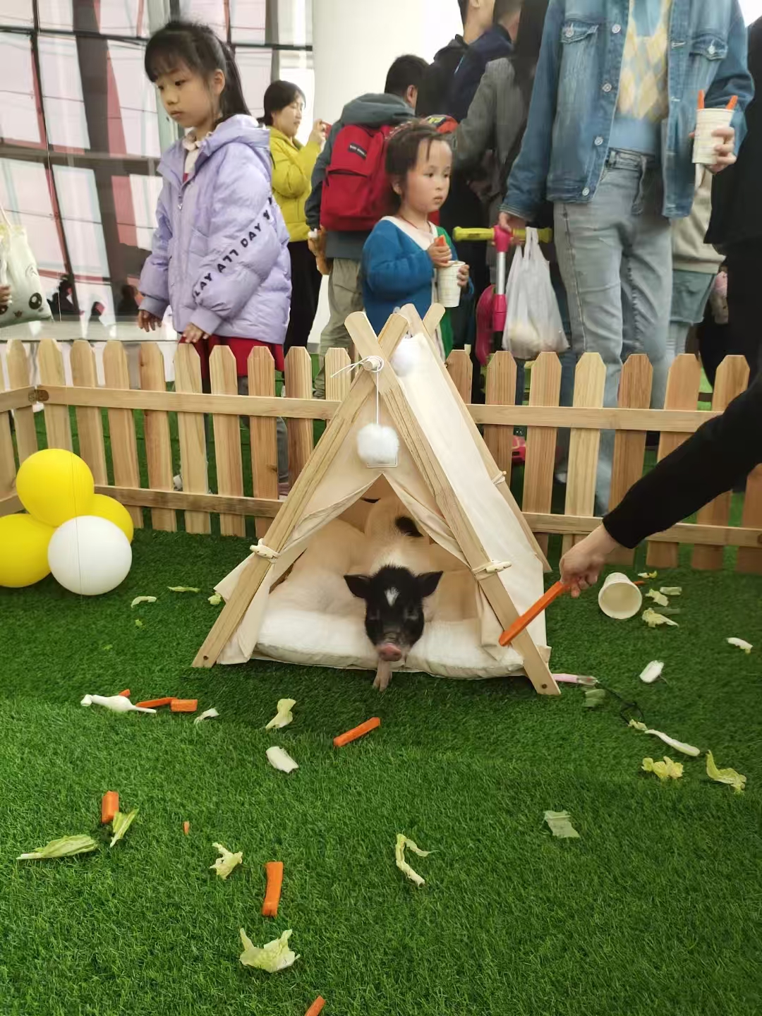 濟寧汶上小矮馬品質(zhì)甄選