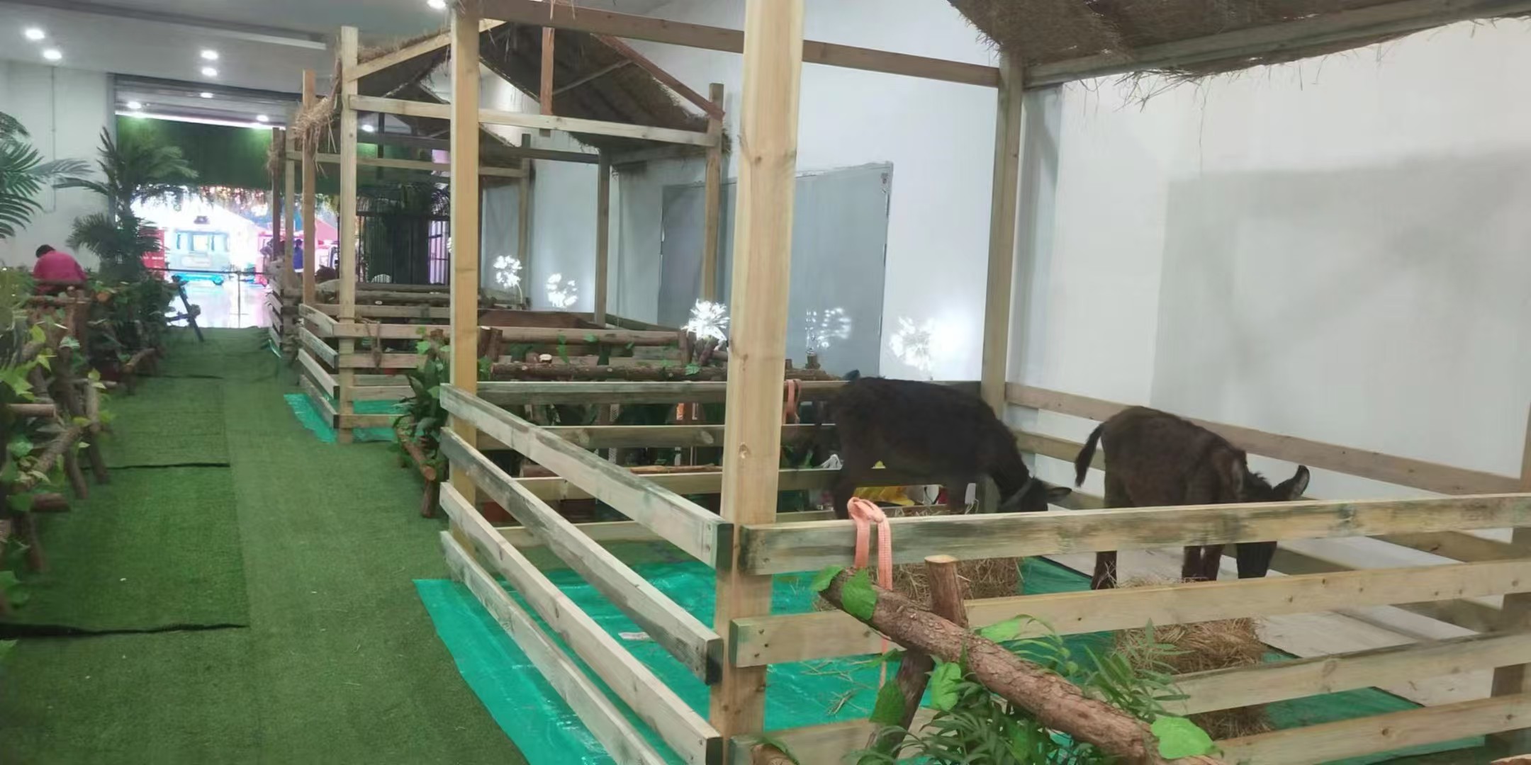 邵陽(yáng)新邵萌寵出租廠家價(jià)格合理