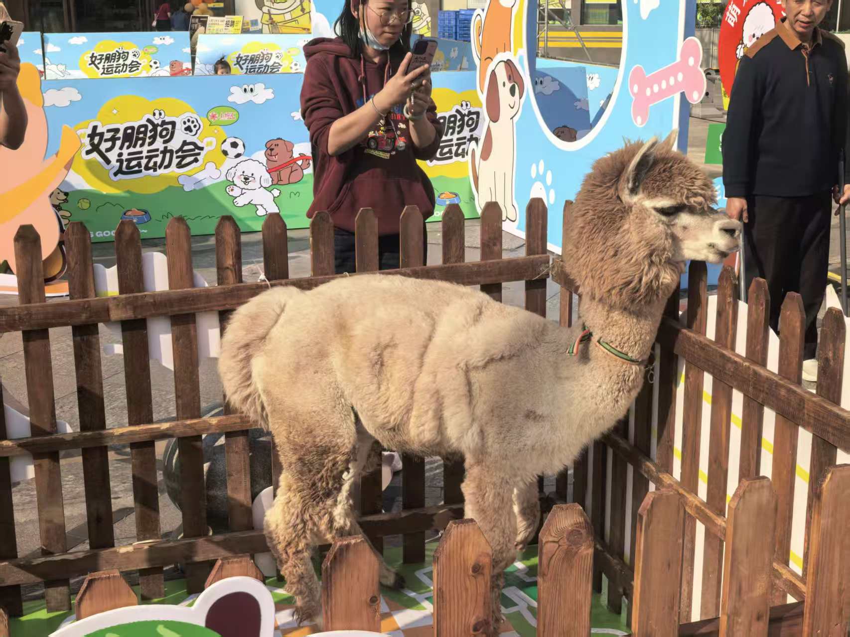 #羊駝出租#到廠參觀