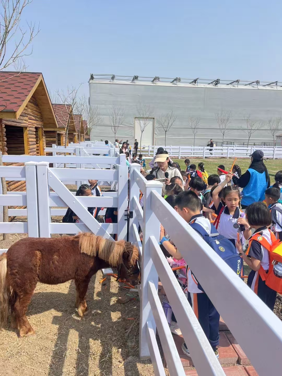 成都青白江羊駝出租重信譽(yù)廠家