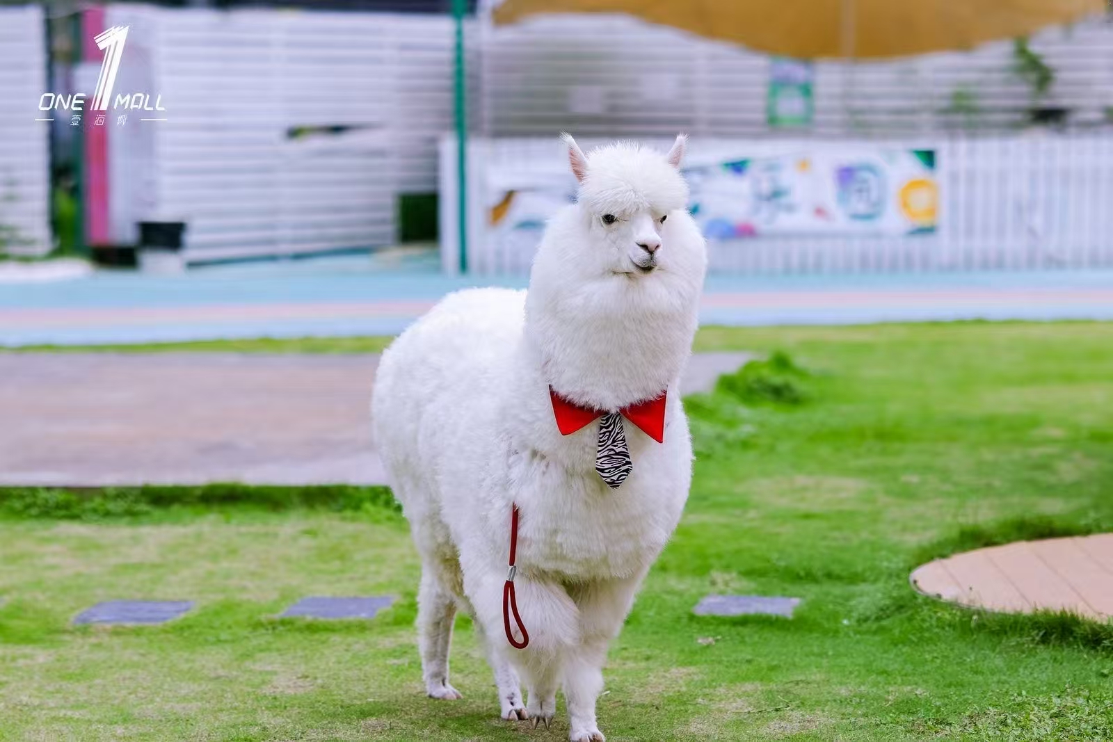 周口淮陽商場暖場活動生產(chǎn)定制