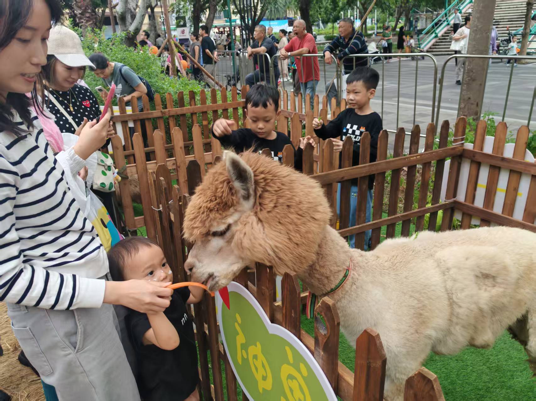 價(jià)格實(shí)惠的矮馬出租廠家