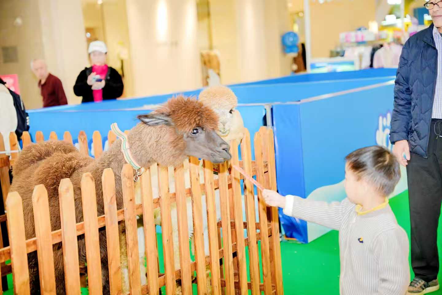 山南浪卡子小矮馬定制-實(shí)力廠家