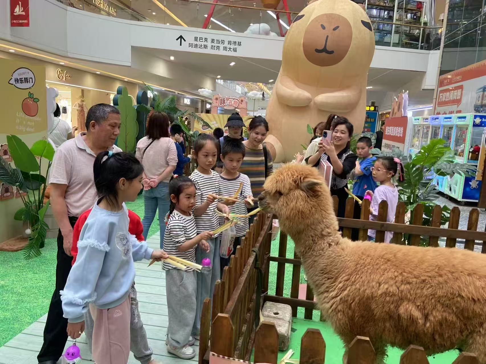 廠家供應(yīng)小矮馬