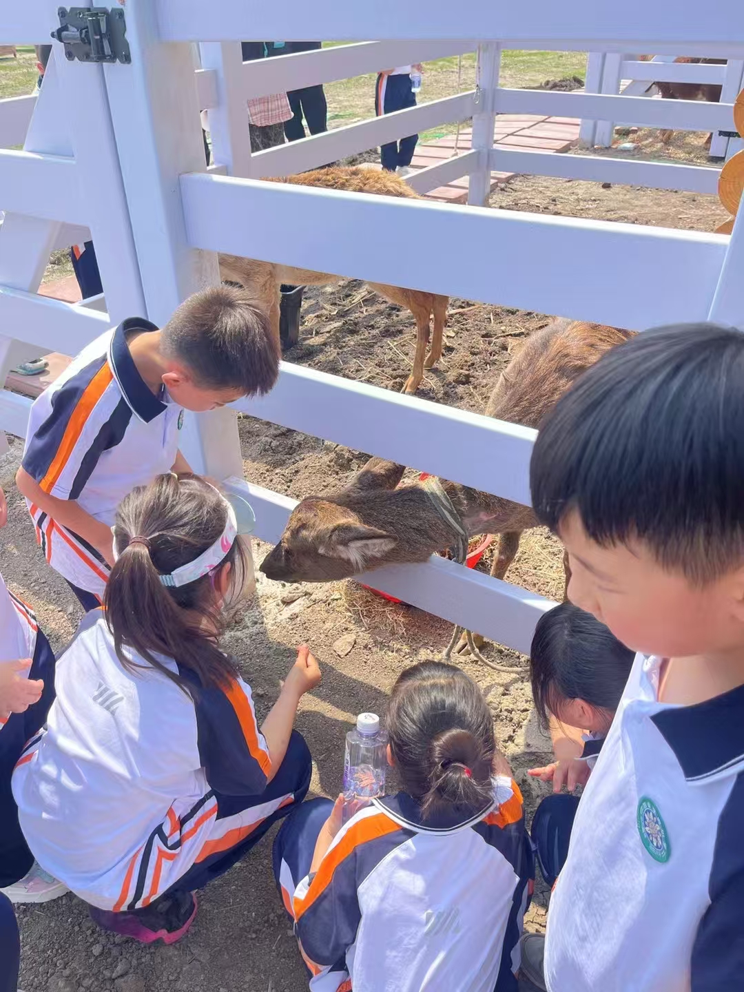 安康漢陰萌寵出租_廠家定制