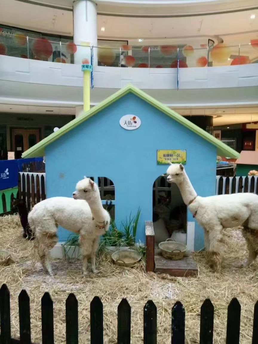 揚(yáng)州邗江梅花鹿出租-梅花鹿出租一手貨源