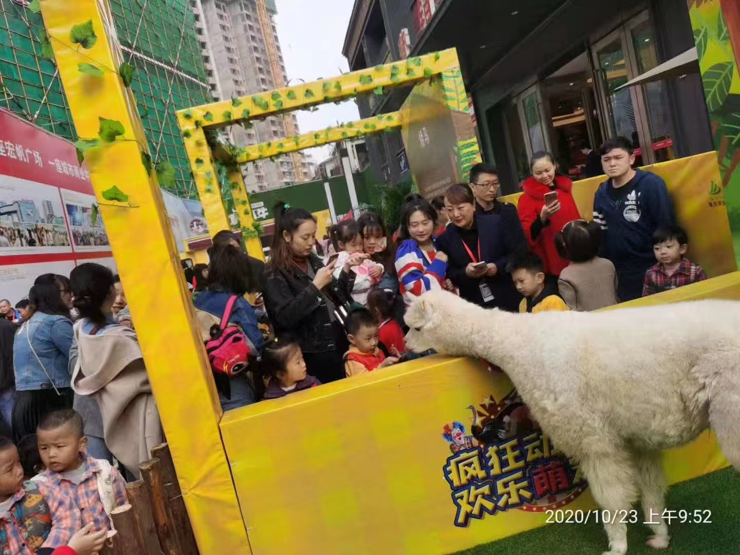 #羊駝出租#到廠參觀