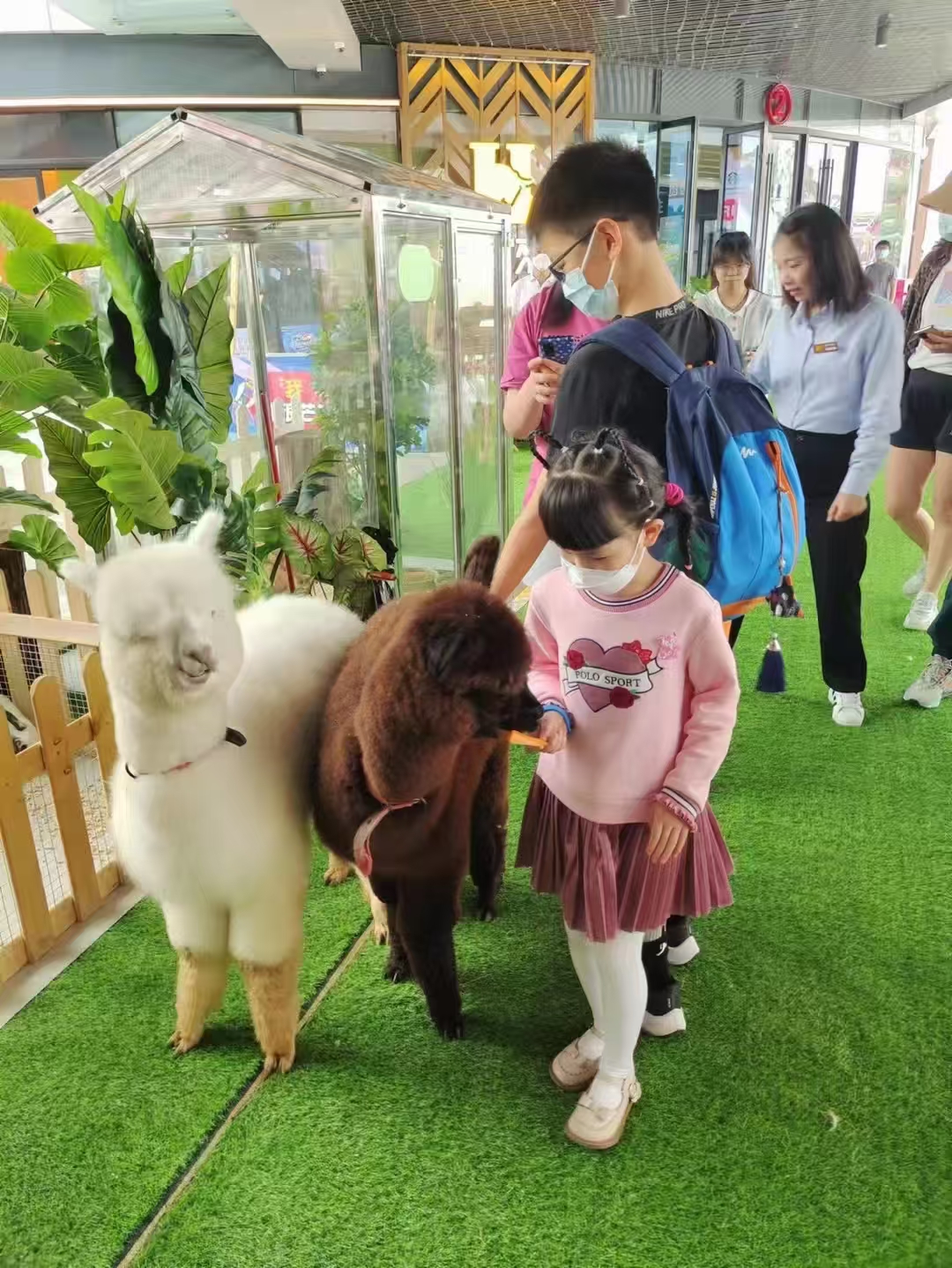 玉林博白生產(chǎn)小矮馬_品牌廠家