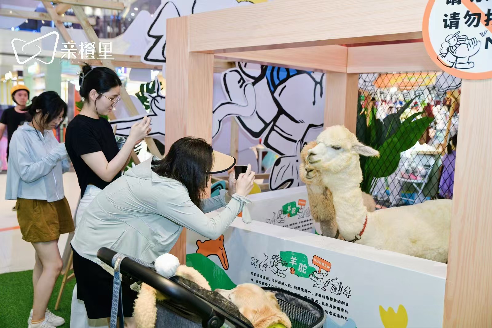 矮馬出租行業(yè)動(dòng)態(tài)