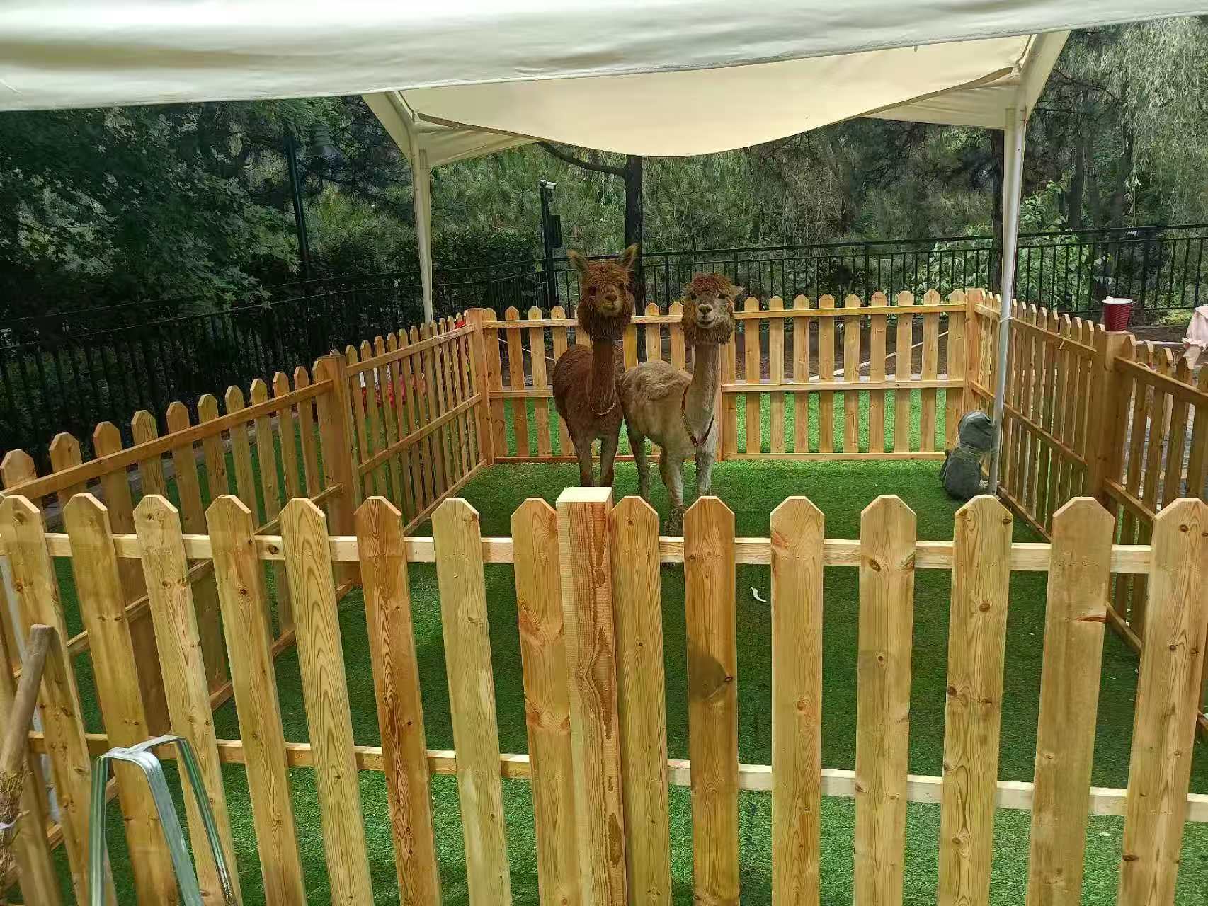 梅花鹿出租廠商