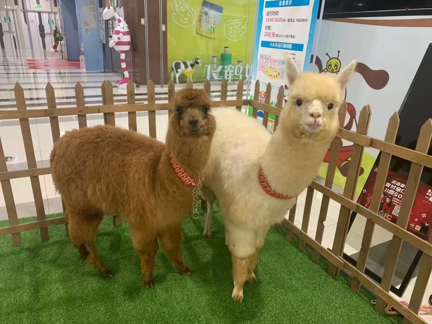 羊駝出租現(xiàn)貨促銷