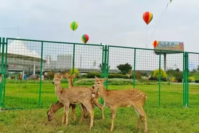 龍巖連城注重景區(qū)活動質量的廠家